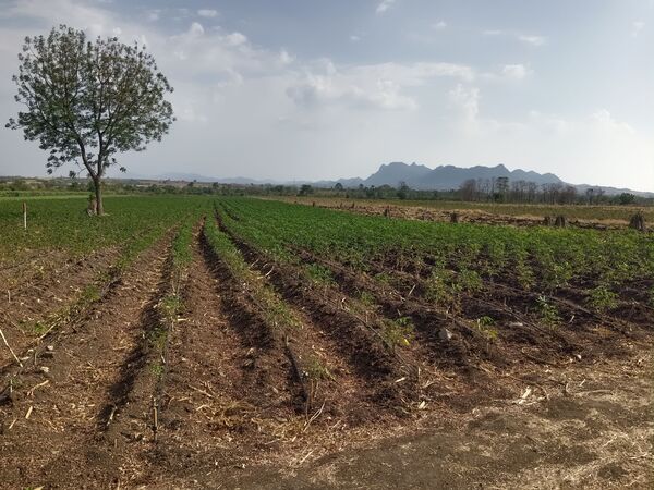 ขายที่ดินเกษตร 5 ไร่ 49 ตร.ว. ใกล้ชุมชน ติดทางรถไฟ อ.ชัยบาดาล จ.ลพบุรี